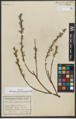 Foto von Salix repens subsp. rosmarinifolia (L.) Andersson